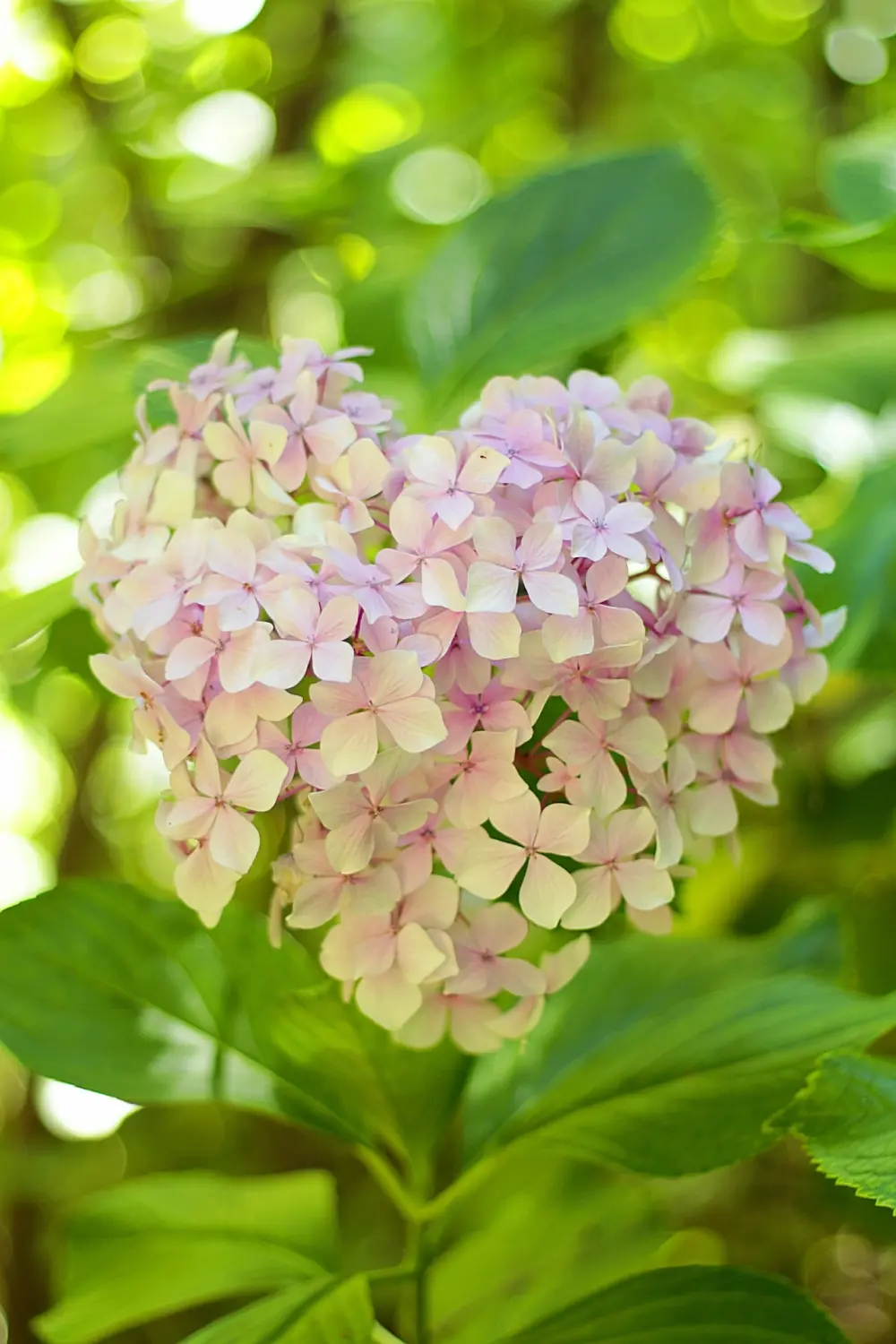 Blumen von Heilpraktikerin für Psychotherapie