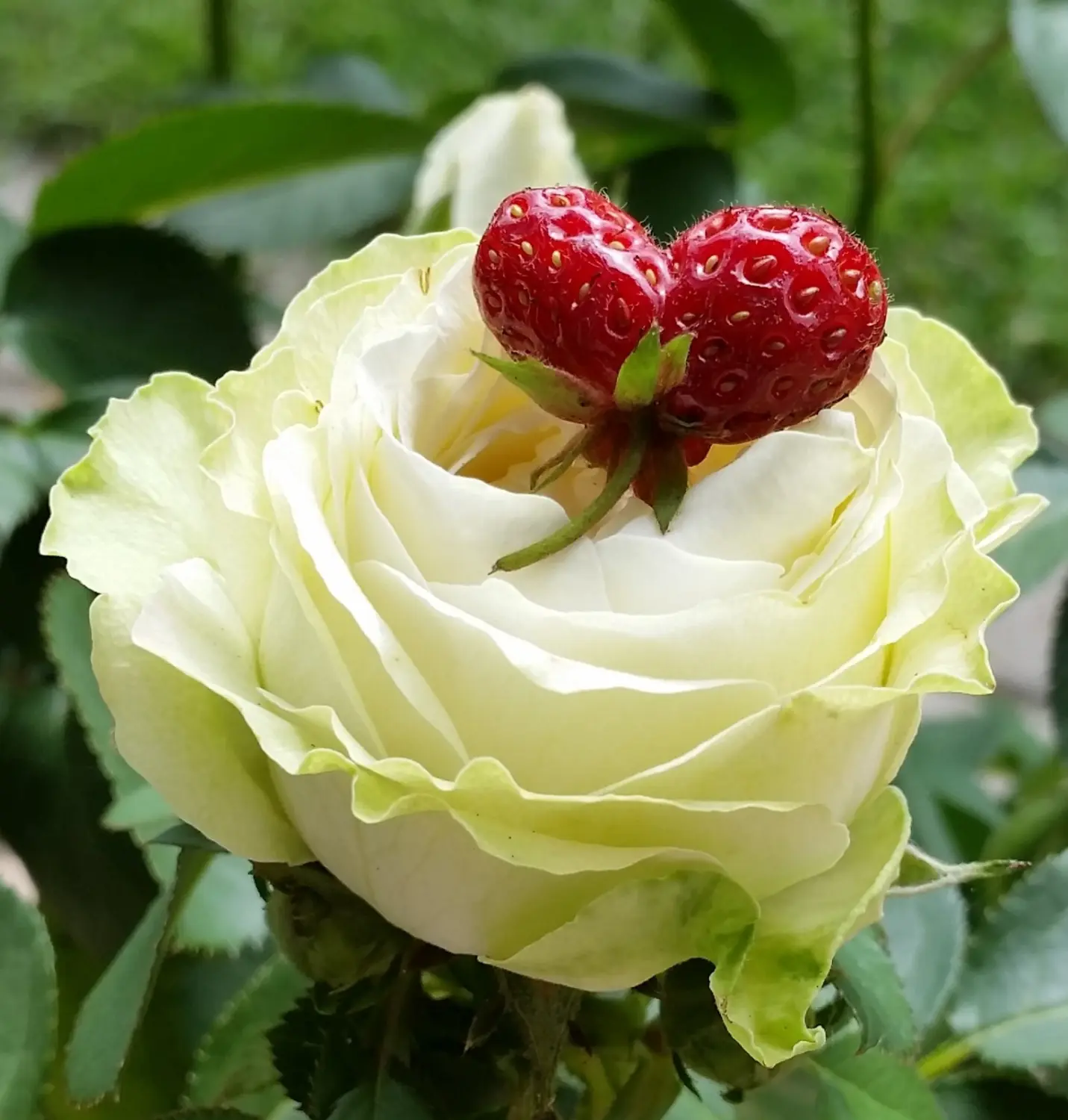 Blumen von Heilpraktikerin für Psychotherapie